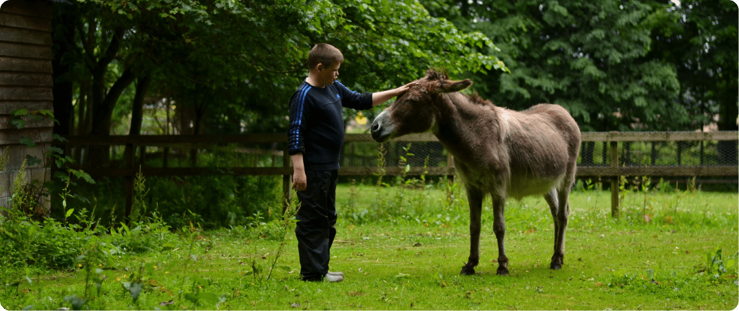 Child pets donkey on it's head