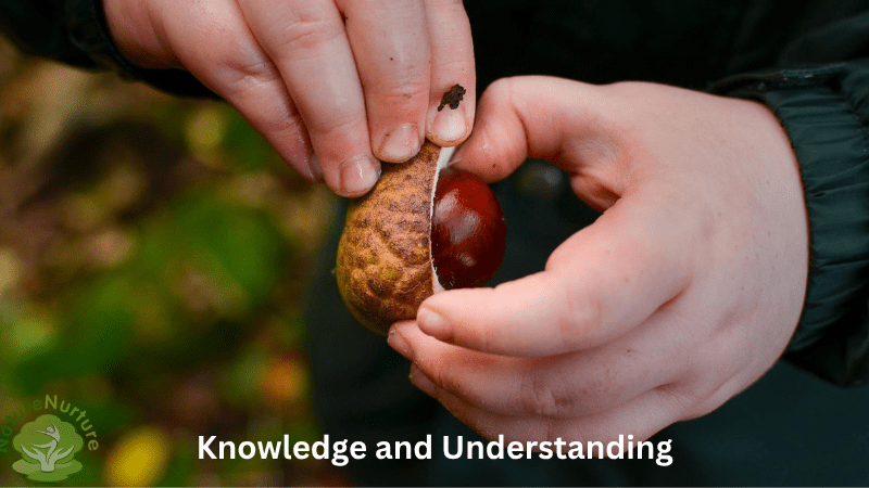 Knowledge and Understanding – child’s hands opening a conker 