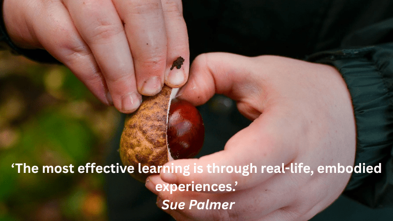 childs hands opening a conker